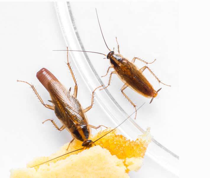 Käfer im Haus: Schädlinge erkennen und schnell wieder loswerden