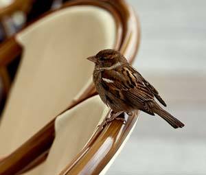 Sperling Spatz Bilder