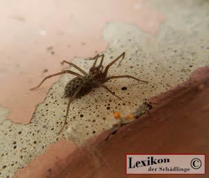 Hausspinne-tegenaria Aussehen einer Hausspinne