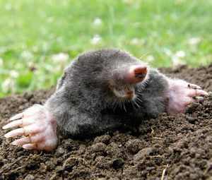 Lebendfalle Marder Rattenfalle Lebend Wiesel Garten Kaninchen