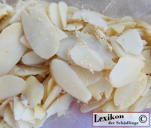 Motten-Lebensmittel-s