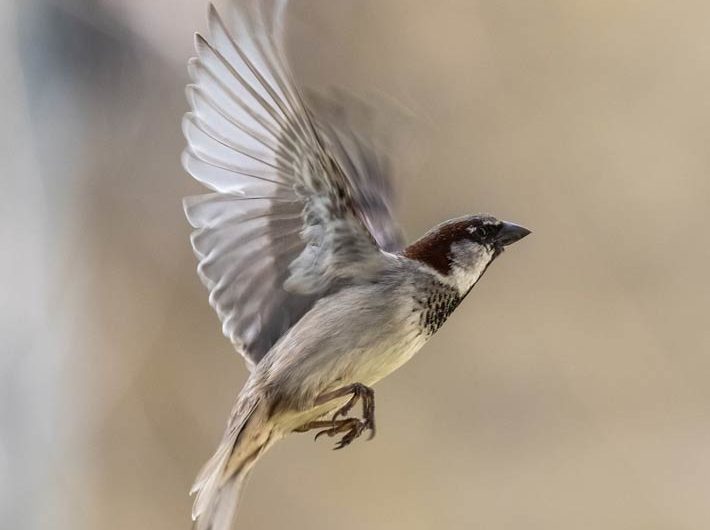 Spatz-im-Flug@Reiner-Paul-m