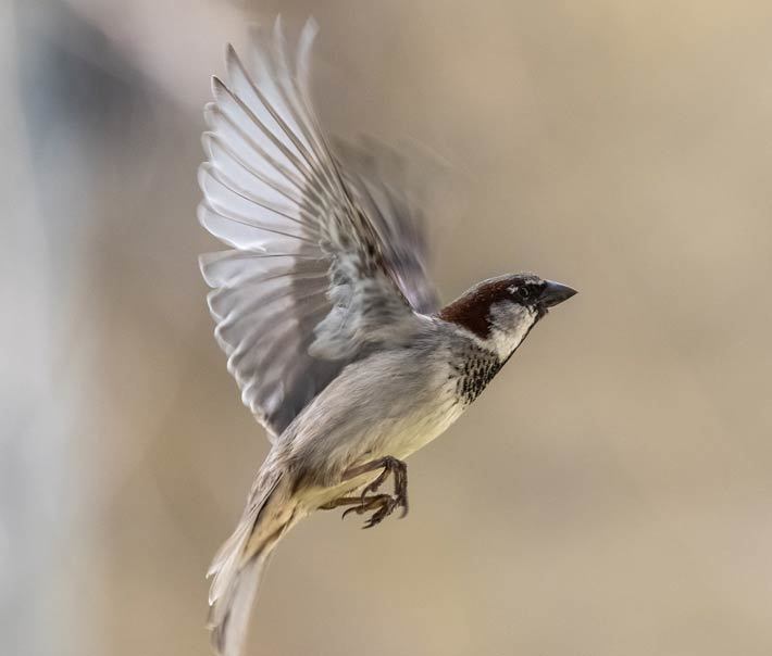 Spatz-im-Flug@Reiner-Paul-m