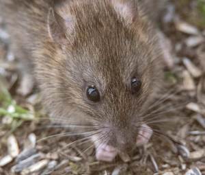 Wanderratte beim Nagen