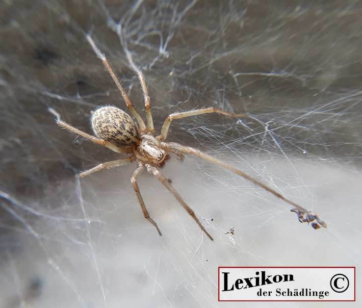 Hauswinkelspinne im Spinnennetz