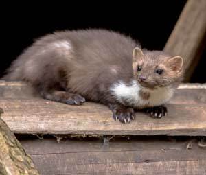 Marder-Hausmarder-s