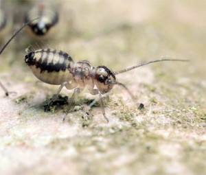 Staubläuse bekämpfen, loswerden: Psocoptera – Lexikon der Schädlinge