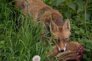 Fuchs im Wohngebiet